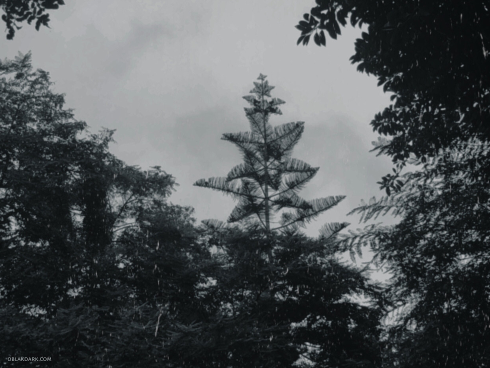 Branches and leaves of a tree in contrast with the dark grey skies. Dark Aesthetic. Dark Photography and Poetry by Nathalie Markoch | Oblak.