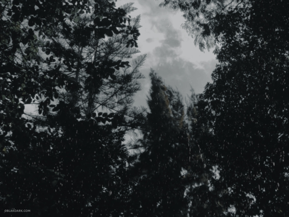 Looking up, watching the trees, the contrast of them in the pale grey sky. Oblak by Nathalie Markoch